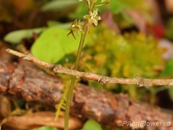 Plant form